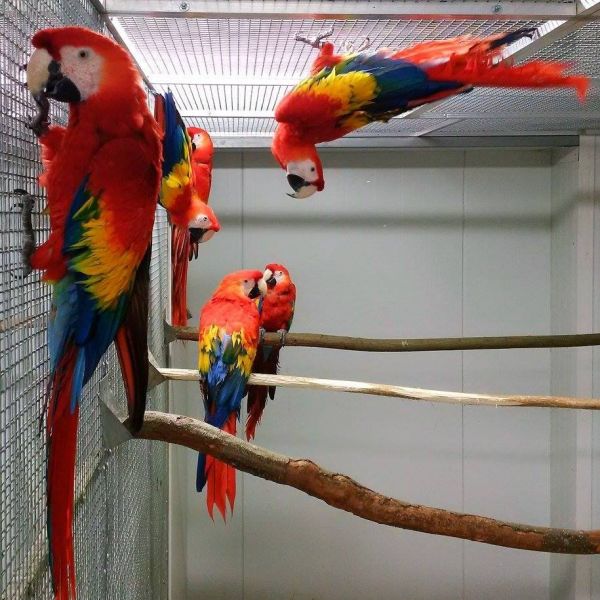 Hand fed, tamed, trained babies and adults parrots and fertilized eggs for sale
