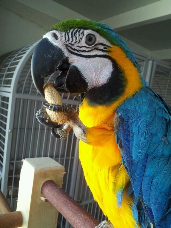 Ara macaw parrot for Adoption