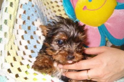 registered yorkie puppies available