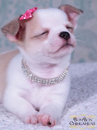 Fabulous AKC LONGHAIR Chihuahuas NEW PUPPIES ARE HERE! Champion Sired **WE SHIP**