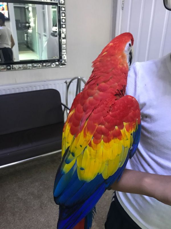 Hand Reared Tame Scarlet Macaw