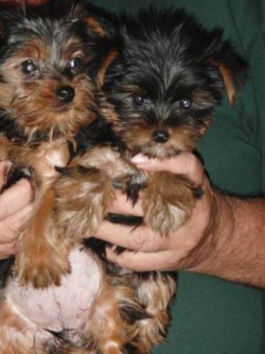 Excellent Male And Female Teacup Yorkie Puppies For Adoption