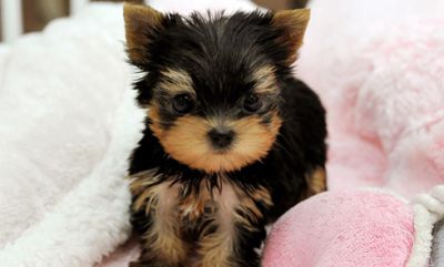Little tiny Teacup Yorkshire terrier puppies 
