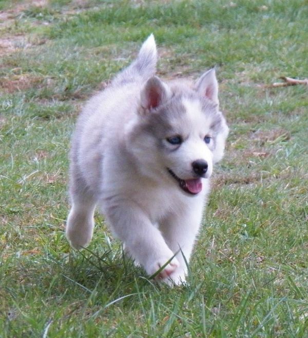 Quality registered Siberian puppies for adoption 