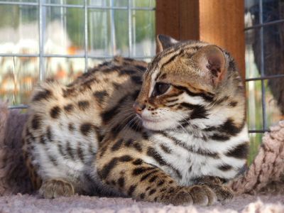 f1 f6 savannah kittens ocelot kittens caracal kittens serval kittens and white lion cubs.