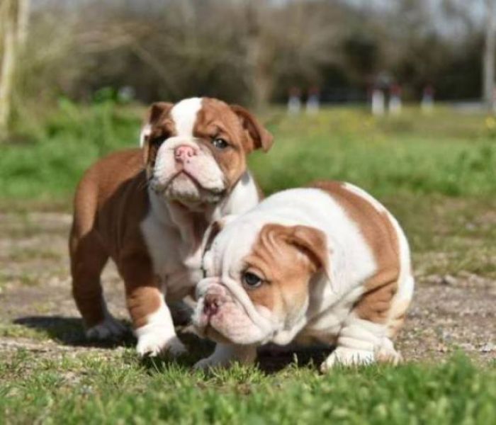 Male $ female English Bulldog puppies
