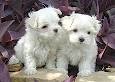 Maltese Puppies Available 