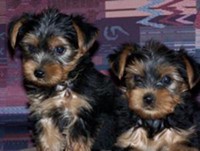 sweet and precious yorkis puppies for a good home