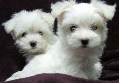  male and female teacup maltese puppies for rehoming