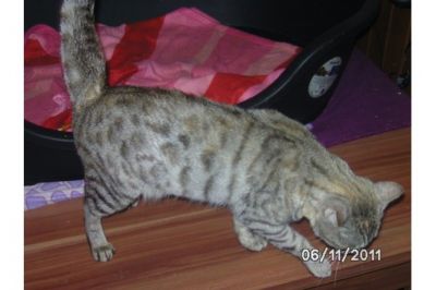 TICA Registered bengal Kittens