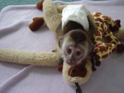  Male and female capuchin monkeys for adoption .