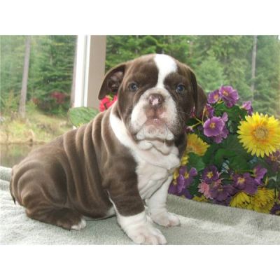 magnificient english bull dog puppies free for christma