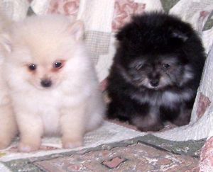 Charming female and male Pomeranian puppies Text 701-289-7528