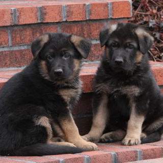 Cute German shepherd puppies