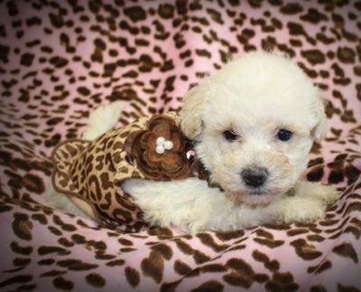 Bichapoo Puppies for Sale