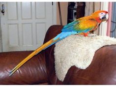 Parrots and fertile parrot eggs for sale (972)843-1704