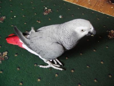 Congo African gray parrot for sale
