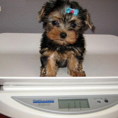 Cute Little Yorkshire Terrier puppies