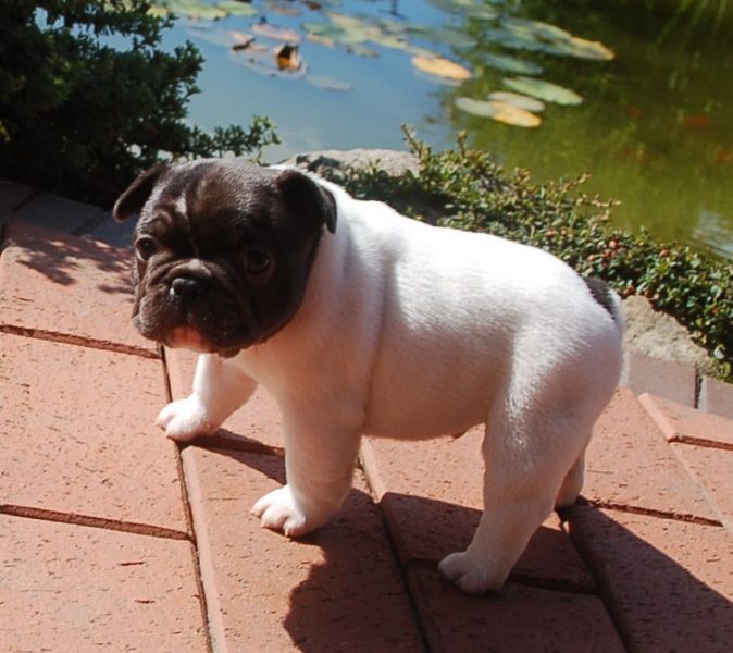 Precious French Bulldog Puppies ready for new homes