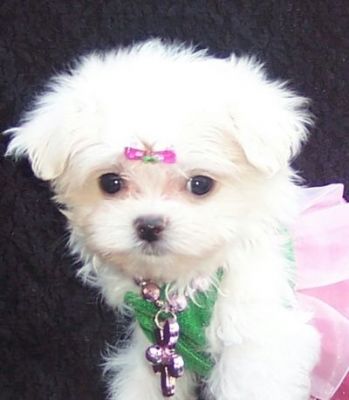 Unique Maltese puppies for you