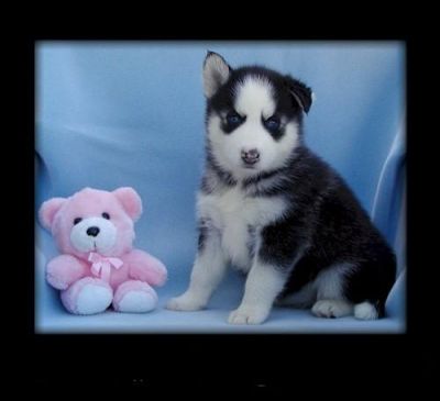  Siberian Husky Puppies