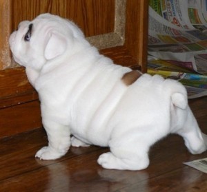  English Bulldog Pups