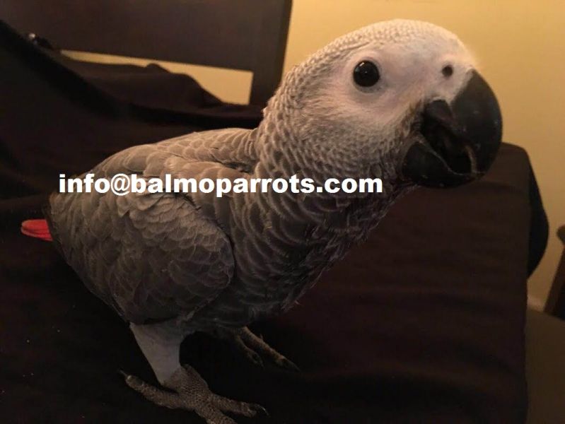 Congo African Grey - Timneh African Grey