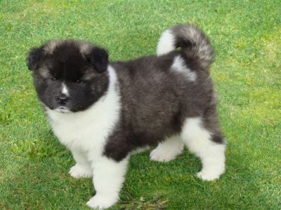 cute and adorable akita puppy to let go