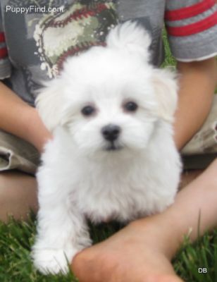 Healthy Male and Female Maltese puppies