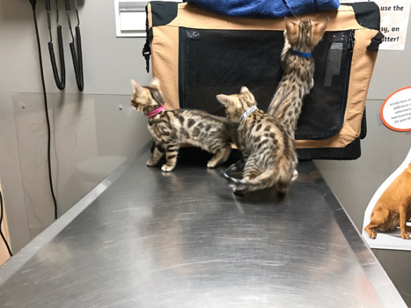 TICA Registered Bengal Kittens Available  