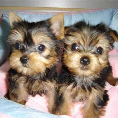 Yorkie puppies on adoption
