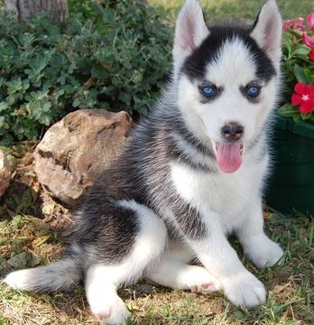 Healthy Quality Blue Eyes Siberian Husky Puppies For Sale