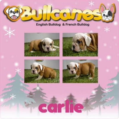 The best bulldog puppies for christmas!!!! for sale BULLCANES
