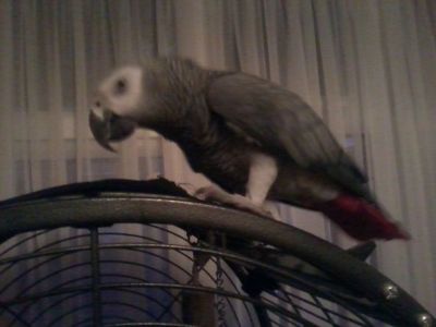   African Grey Parrot for sale 8 month old, Cage and 1 month food supply