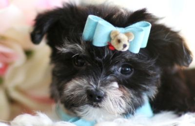 Tea cup male and female maltese puppies for adoption