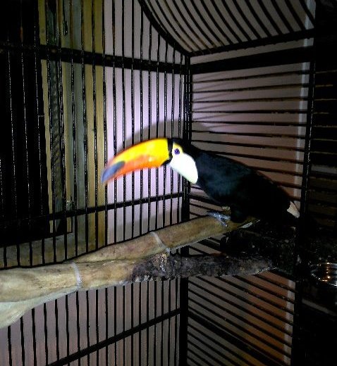 Excellent Rare Toco Toucans Birds