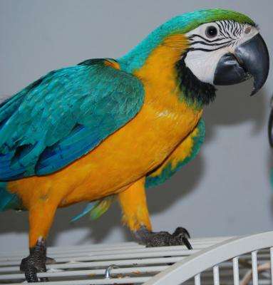 Hyacinth macaws, blue and Gold Macaws ,African Grey and Candle Tested Fertile Parrot Eggs For Sale .