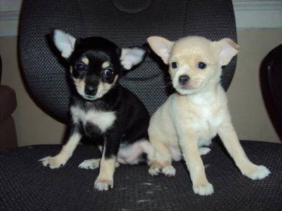 cute and charming x-mas male and female chihuahua puppies for free adoption