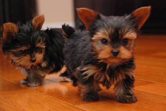 AKC Registered Teacup Yorkie Puppies Text 201-372-4227