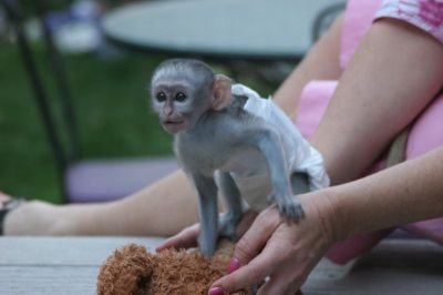 Adorable baby capuchin for a loving home,