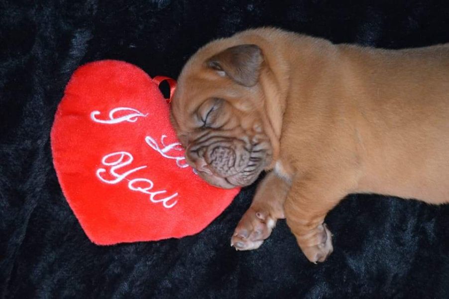 Dogue de Bordeaux luxury puppies with FCI registration