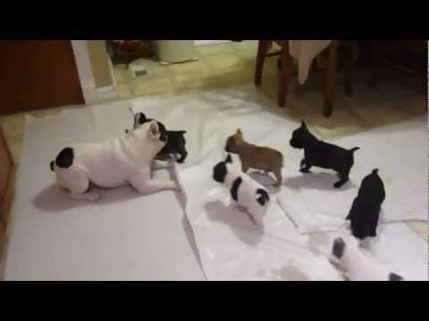 Help rehome these French bulldog puppies