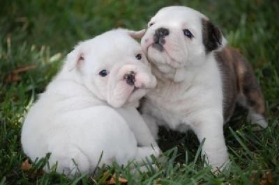 pure breed X-Mas English bulldogs puppies for adoption