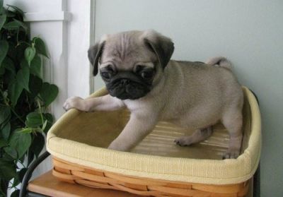 Pug Puppies for sale