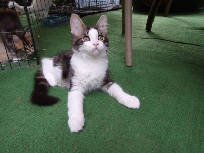 MAINE COON KITTENS
