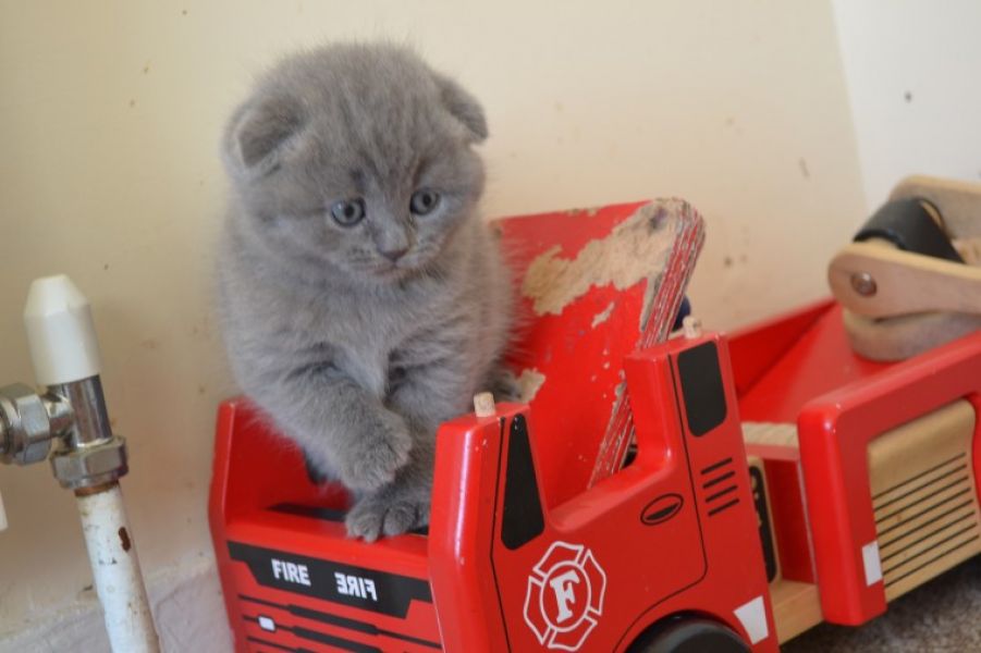 Scottish Fold Litter
