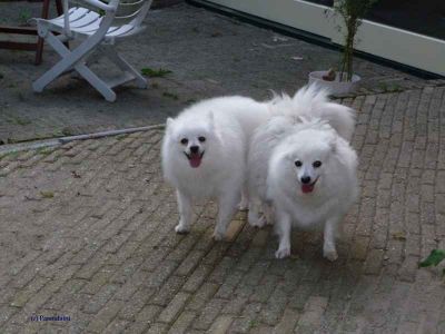 Italian volpino puppies on adoption