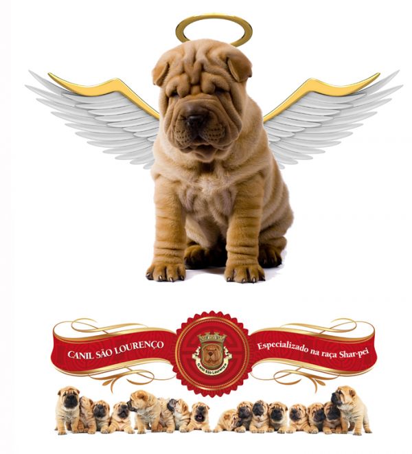  Sharpei puppies - BRAZIL