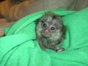 Marmoset Monkeys