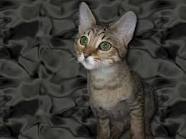 SAVANNAH F6 KITTENS FOR SALE